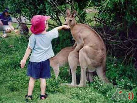 Тайны "дикого" секса: как животные делают "это"…