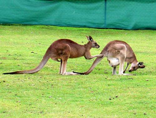 Тайны "дикого" секса: как животные делают "это"…
