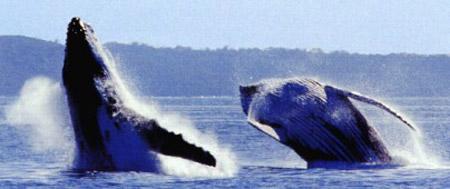 Тайны "дикого" секса: как животные делают "это"…