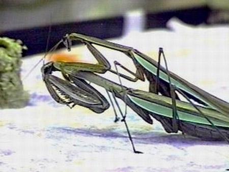 Тайны "дикого" секса: как животные делают "это"…