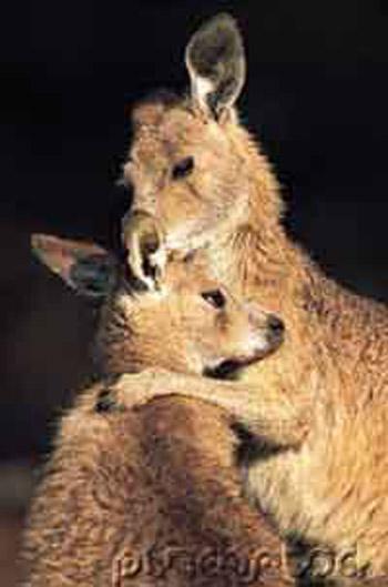 Тайны "дикого" секса: как животные делают "это"…