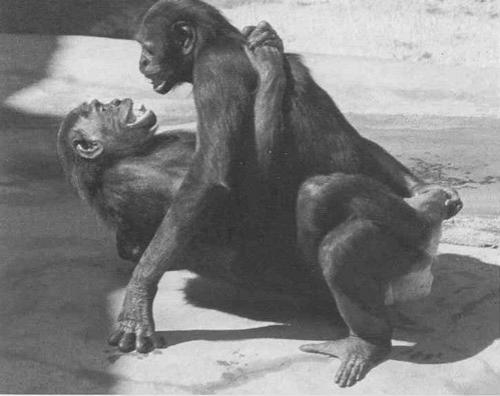 Тайны "дикого" секса: как животные делают "это"…