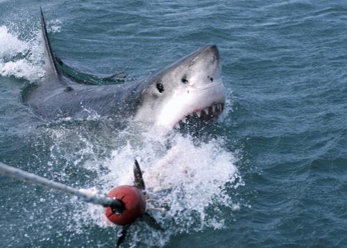 Страх за деньги: жертвы аттракционов с животными