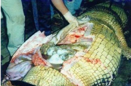 Страх за деньги: жертвы аттракционов с животными