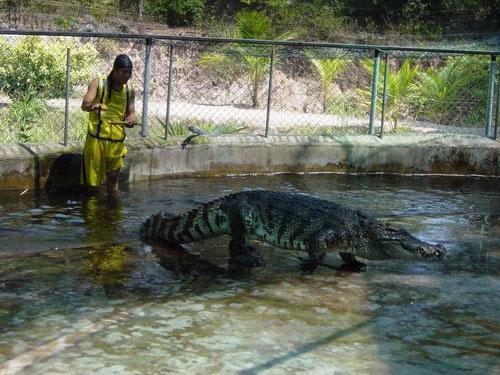 Страх за деньги: жертвы аттракционов с животными