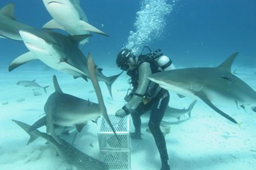 Страх за деньги: жертвы аттракционов с животными