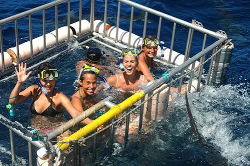 Страх за деньги: жертвы аттракционов с животными