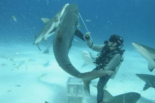Страх за деньги: жертвы аттракционов с животными