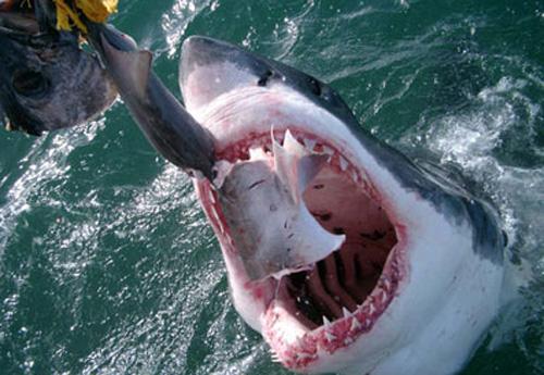 Страх за деньги: жертвы аттракционов с животными