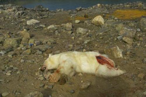 Страх за деньги: жертвы аттракционов с животными