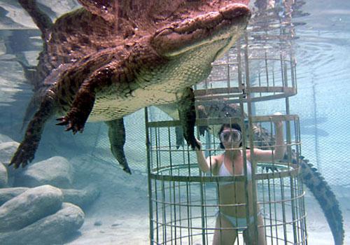 Страх за деньги: жертвы аттракционов с животными