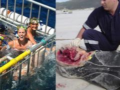 Страх за деньги: жертвы аттракционов с животными