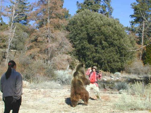 Страх за деньги: жертвы аттракционов с животными