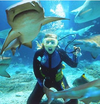 Страх за деньги: жертвы аттракционов с животными