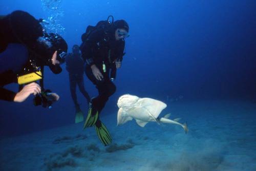 Страх за деньги: жертвы аттракционов с животными