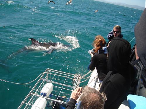 Страх за деньги: жертвы аттракционов с животными
