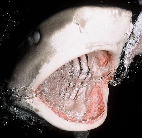 Страх за деньги: жертвы аттракционов с животными