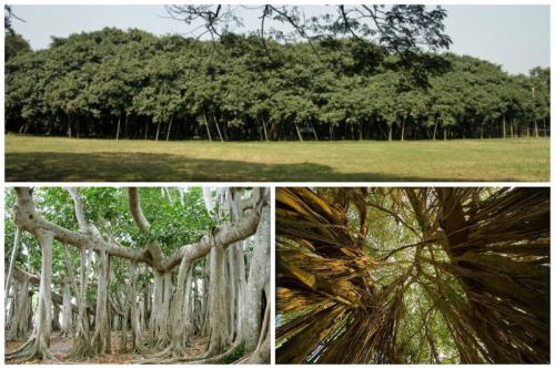 Великий баньян – дерево с самой большой в мире площадью кроны. Крона дерева имеет длину окружности около 350 метров, наибольшая высота достигает 25 метров. Площадь дерева составляет примерно 1,5 га.