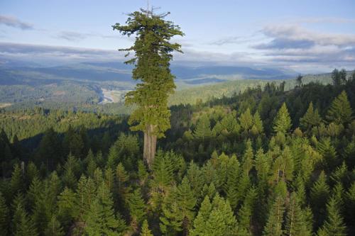 Самое высокое дерево мира (Sequoia sempervirens) - Гиперион (115,61 метров)