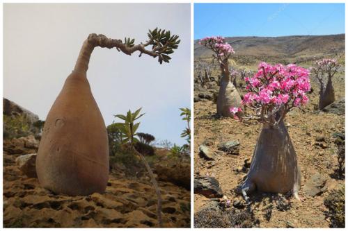 Роза пустыни - бутылочное дерево