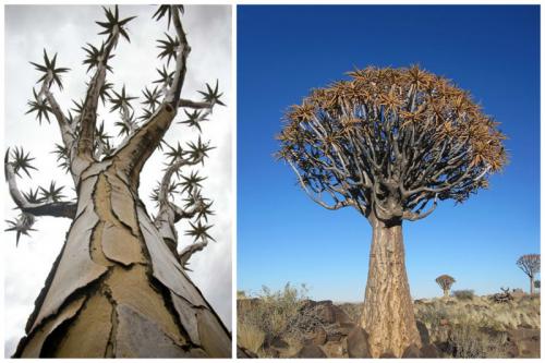 Колчанное дерево (алоэ), Намибия