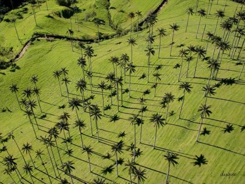 Самая высокая пальма мира Ceroxylon quindiuense (Киндиойская восковая пальма, вырастают до 50-ти метров)