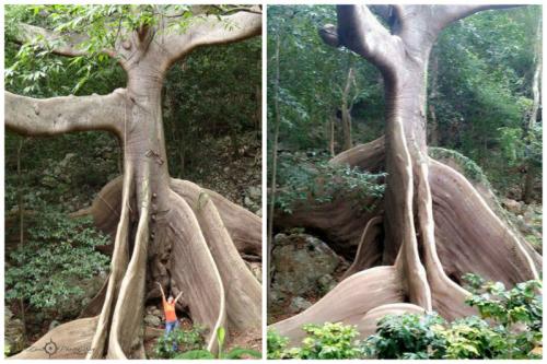 Сейба (Хлопковое дерево) — род древесных растений подсемейства Бомбаксовые семейства Мальвовые.
