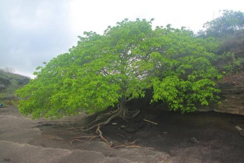 Самое ядовитое дерево на планете - манцинелла (ядовиты и смертельно опасны все части растения)