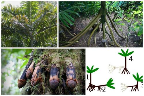 Socratea exorrhiza - ходячие эквадорские пальмы. Когда заканчиваются питательные вещества, пальма выпускает отростки корни, после укоренения которых старые корни отмирают