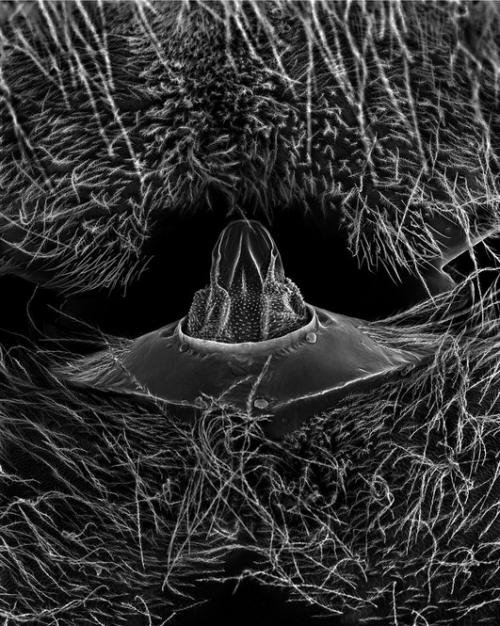 Пчелу разглядели в деталях