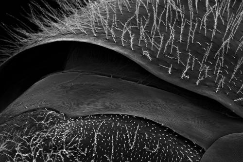 Пчелу разглядели в деталях