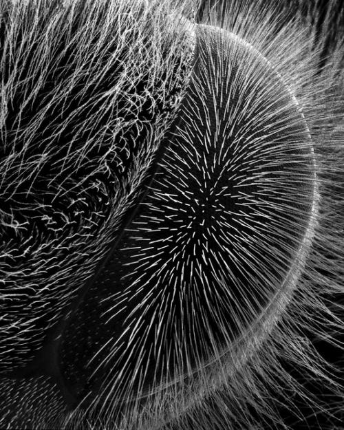 Пчелу разглядели в деталях