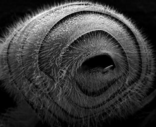 Пчелу разглядели в деталях