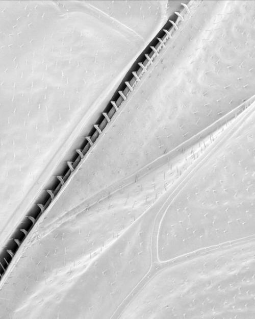 Пчелу разглядели в деталях