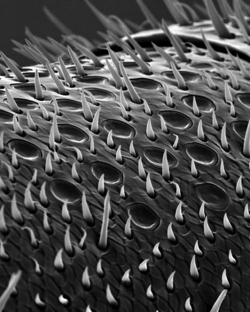 Пчелу разглядели в деталях