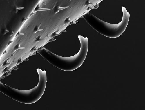 Пчелу разглядели в деталях