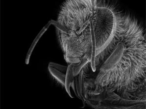 Пчелу разглядели в деталях