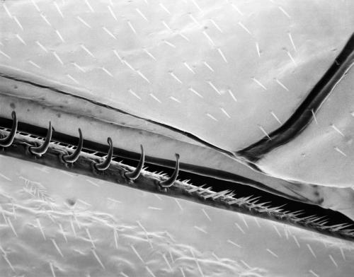 Пчелу разглядели в деталях