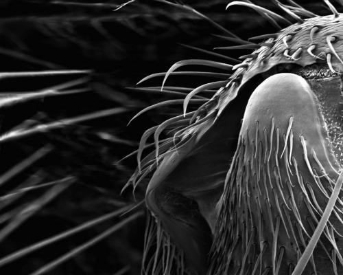 Пчелу разглядели в деталях