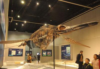 Топ-10 доисторических морских чудовищ