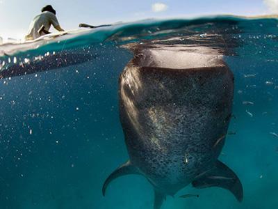 Экстремальный туризм: корм китовых акул