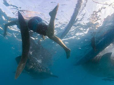 Экстремальный туризм: корм китовых акул