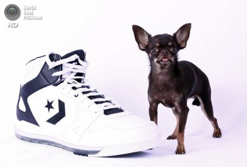 Книга рекордов Гиннеса: удивительные животные 2014 года