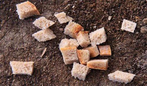 Топ-25 табу в употреблении пищи со всего мира