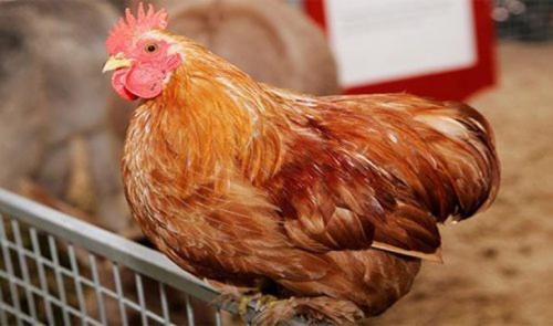 Топ-25 табу в употреблении пищи со всего мира