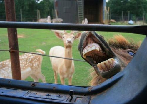 Смешные фотобомбы с участием животных