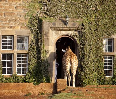Необычный отель посреди пастбища жирафов