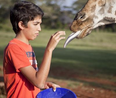 Необычный отель посреди пастбища жирафов
