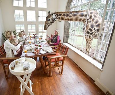 Необычный отель посреди пастбища жирафов