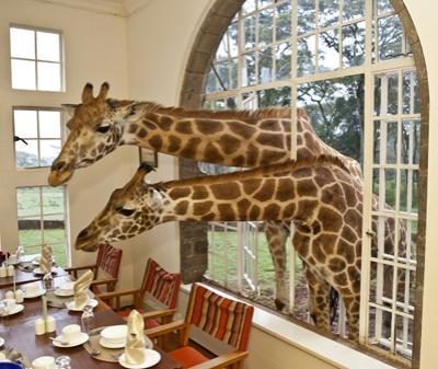 Необычный отель посреди пастбища жирафов